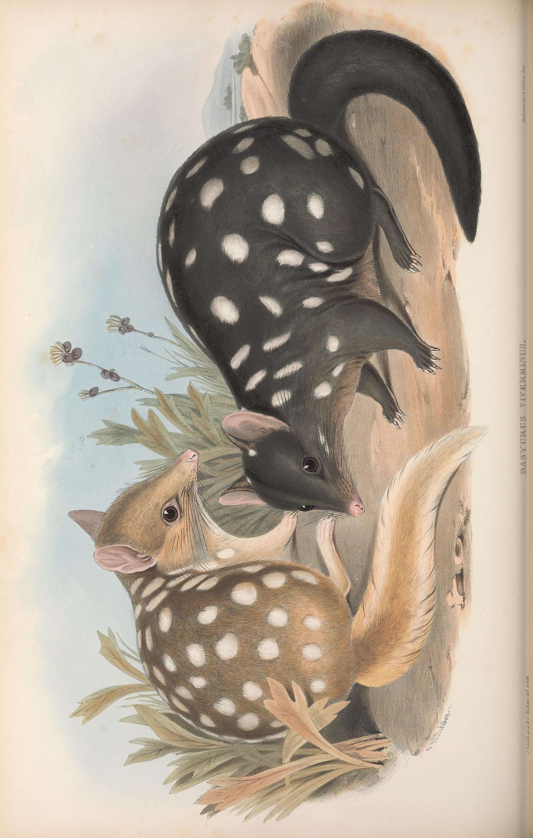 Image of Eastern Quoll