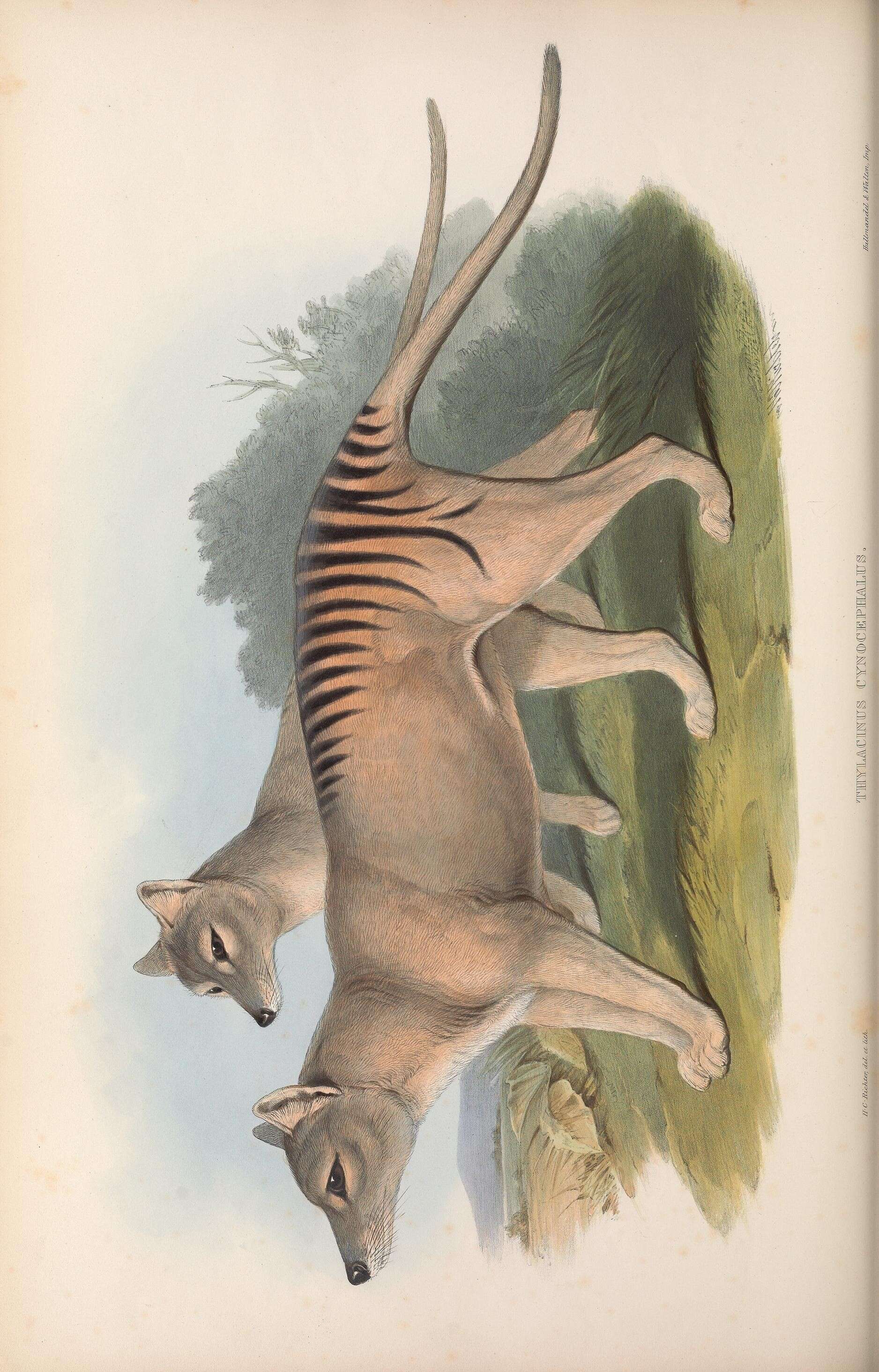 Image of Thylacinus Temminck 1824