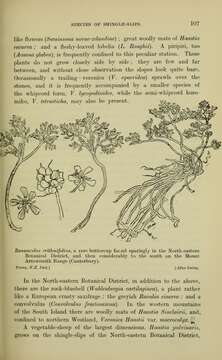 Image de Ranunculus crithmifolius Hook. fil.