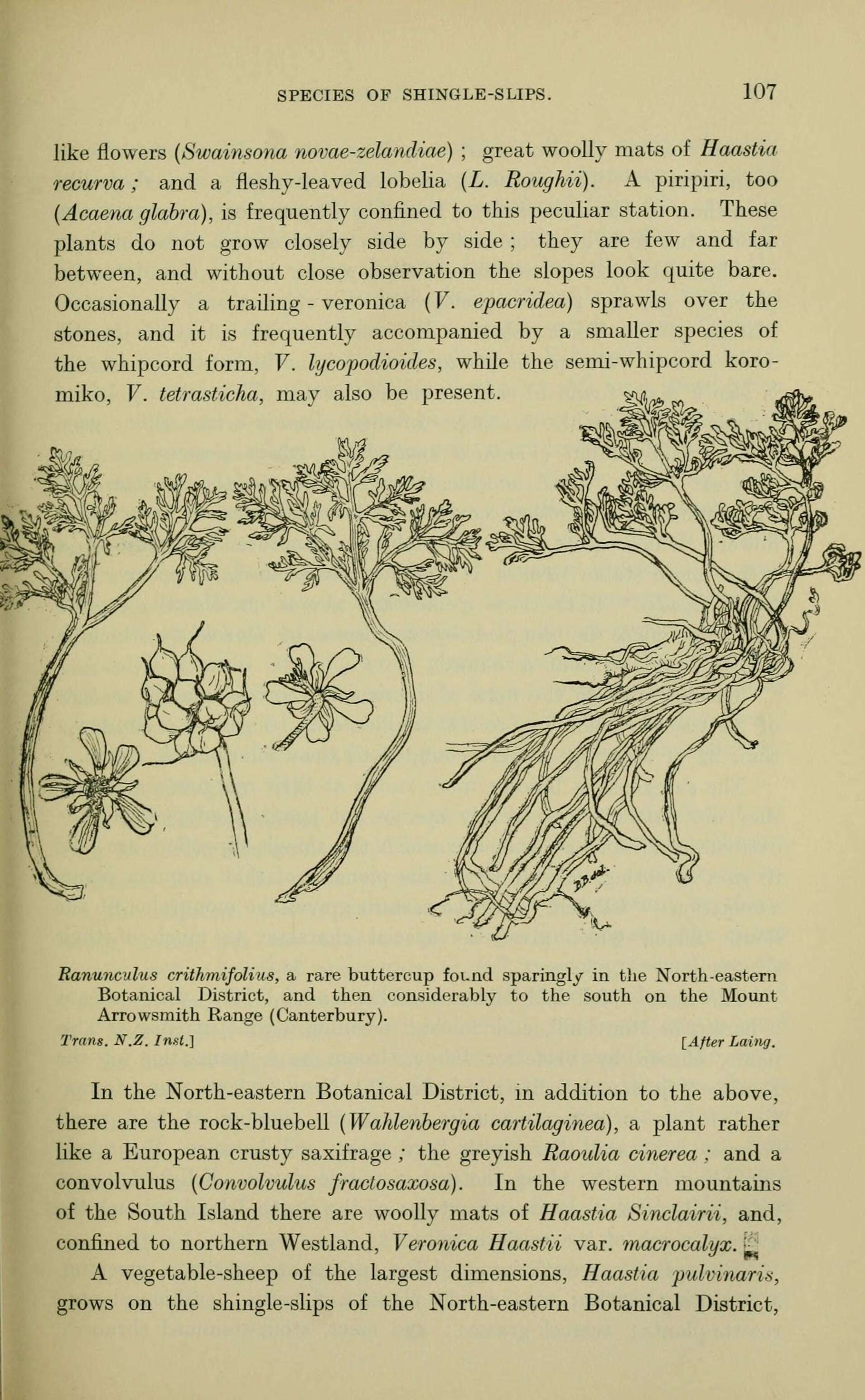Image de Ranunculus crithmifolius Hook. fil.