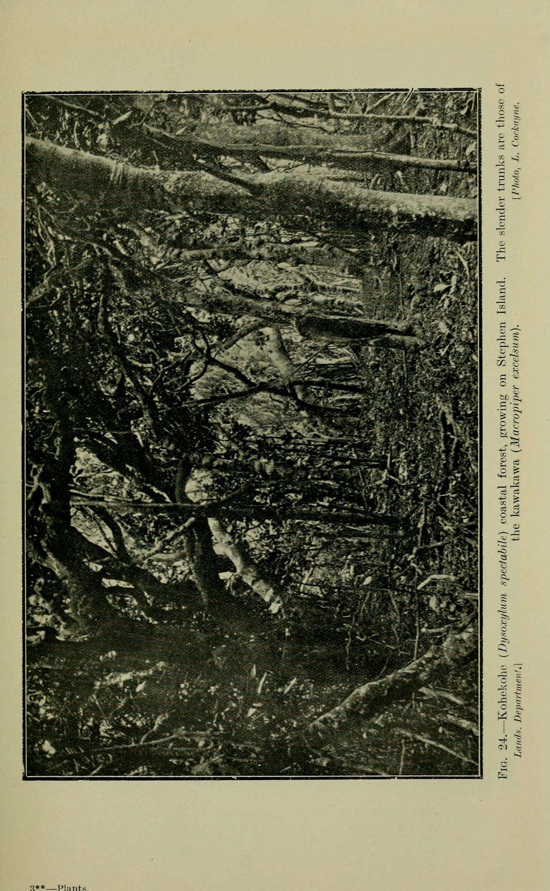 Image of Native Cedar Kohekohe