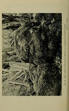 Image of Dicranoloma billardieri Paris 1904