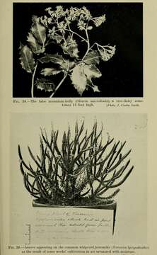 Olearia macrodonta Baker resmi