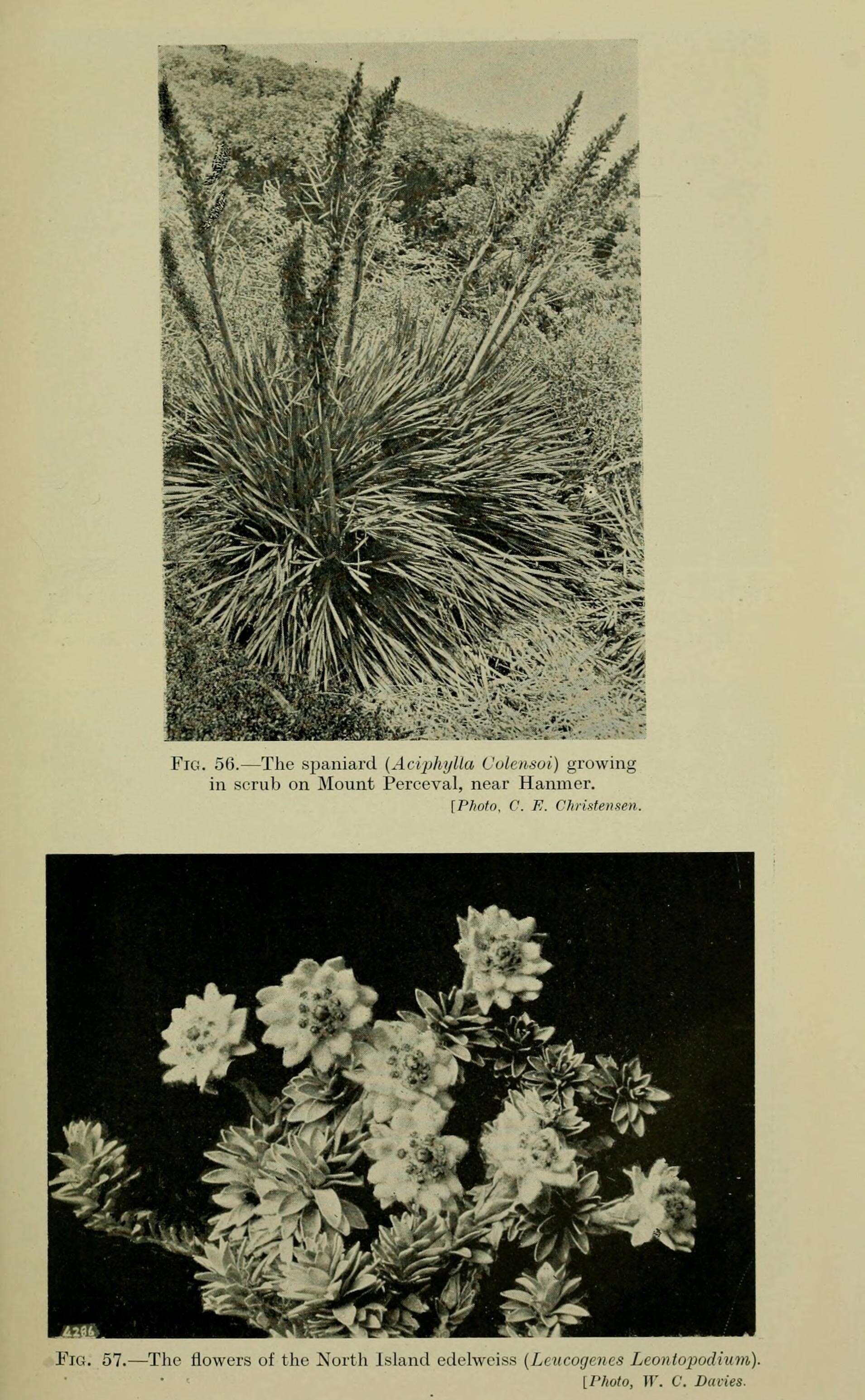 Imagem de Aciphylla colensoi Hook. fil.