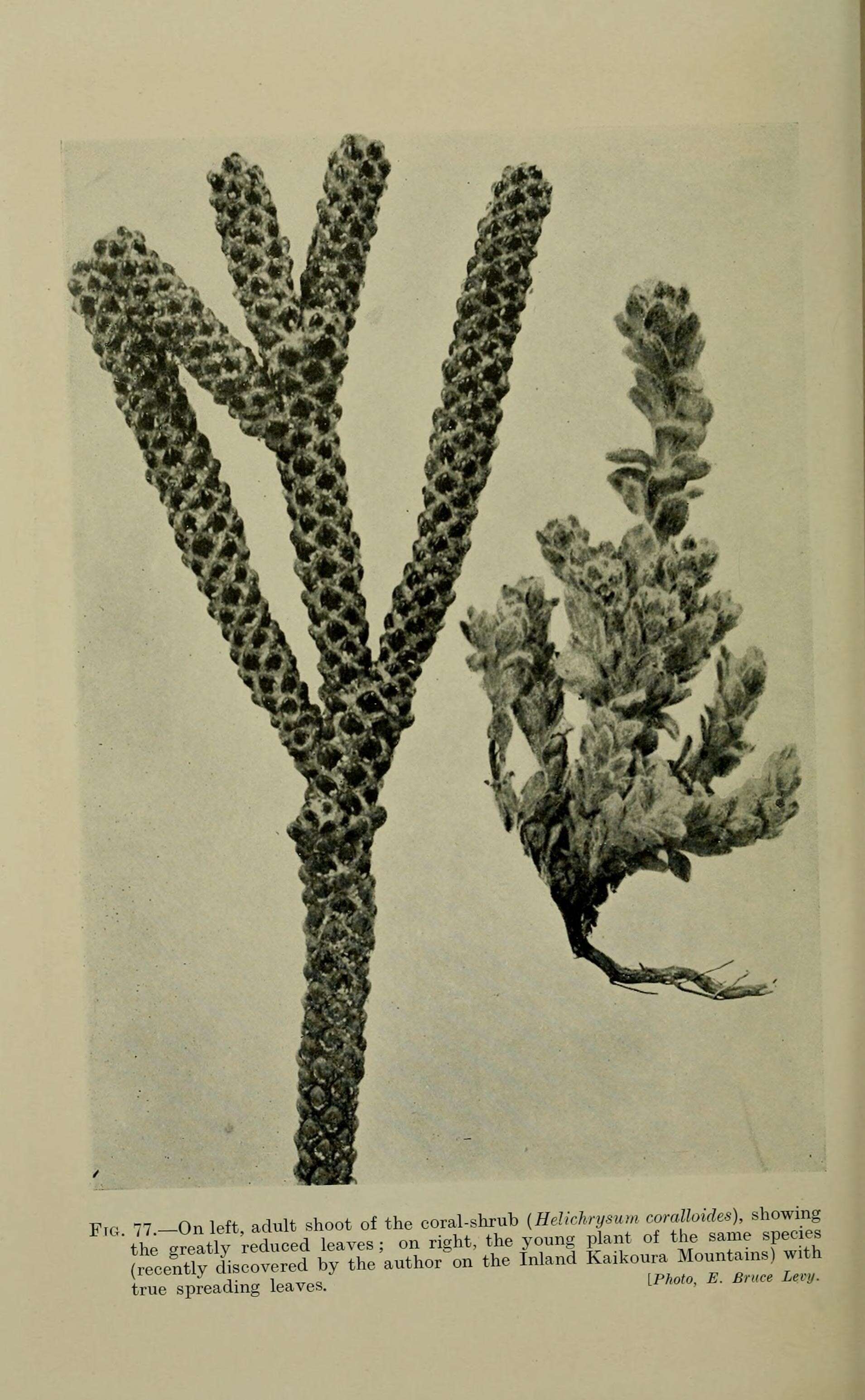 Image of Ozothamnus coralloides Hook. fil.