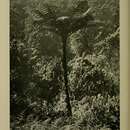 Image of Kermadec tree fern