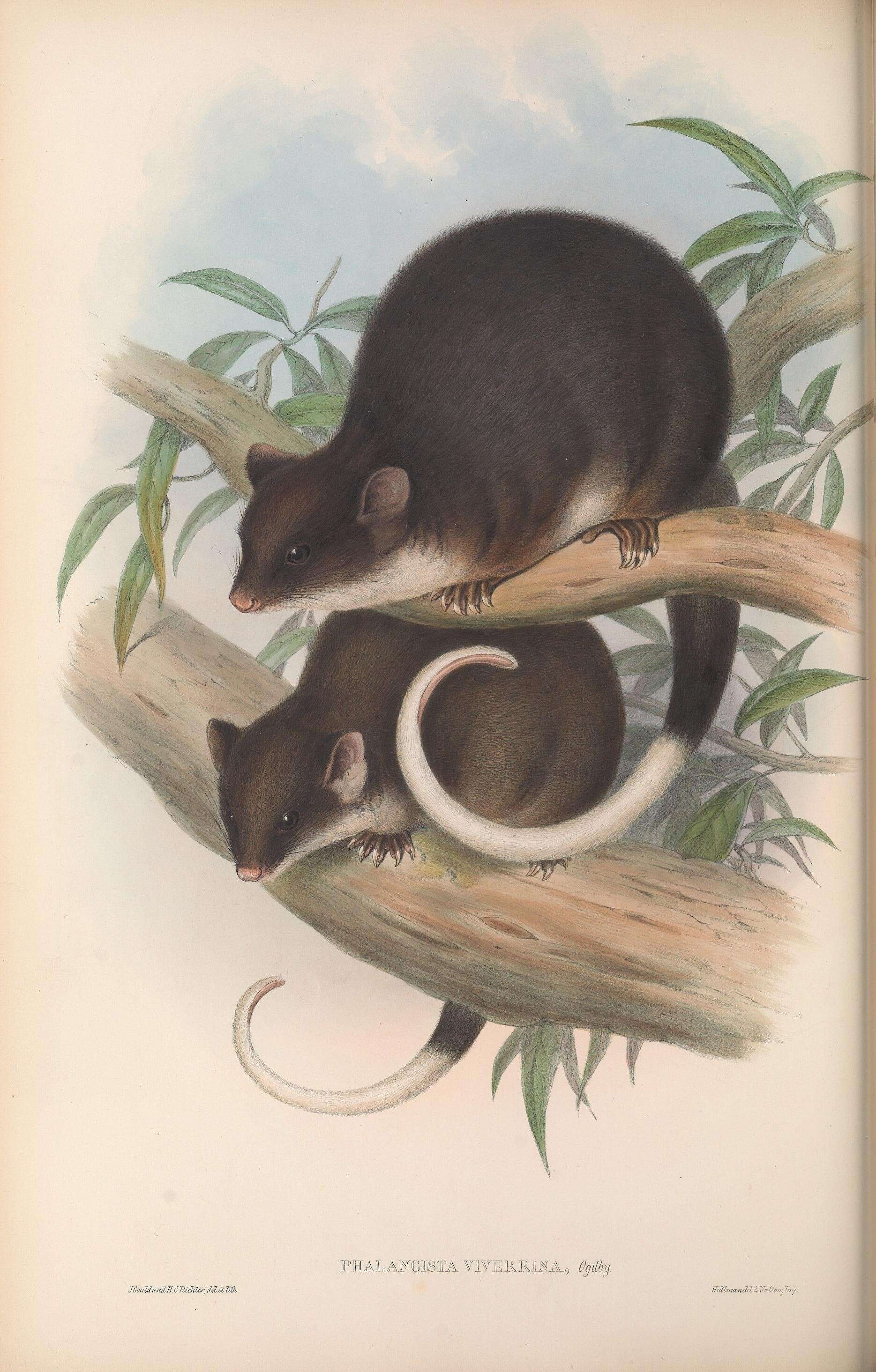 Image of common ringtail possum