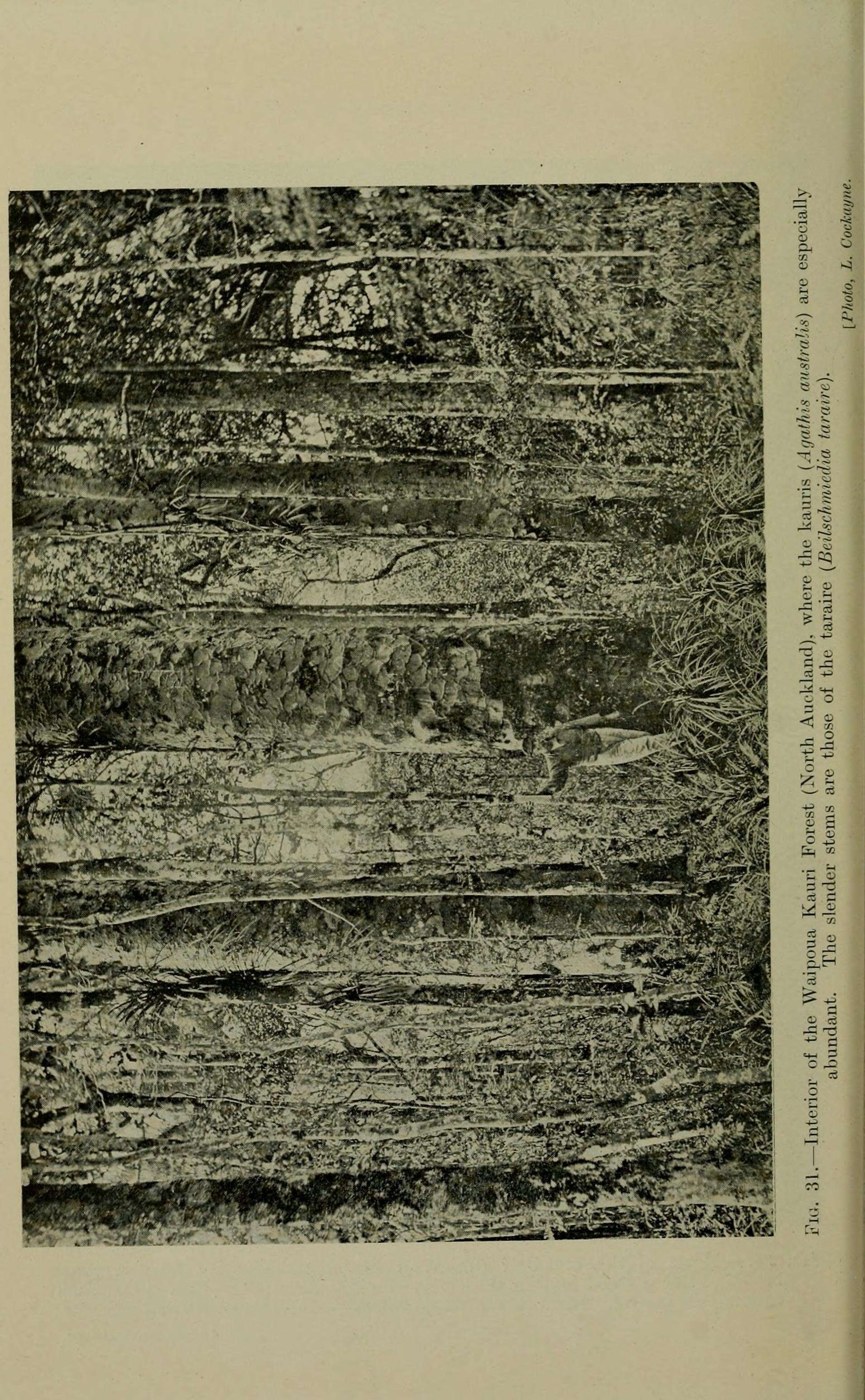 Agathis australis (D. Don) Lindl. resmi