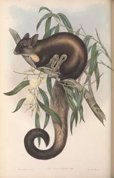 Image of Yellow-bellied Glider