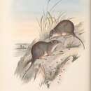 Imagem de Parantechinus apicalis (Gray 1842)