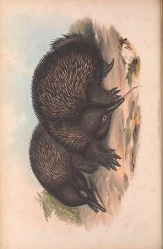 Image of Short-beaked Echidna