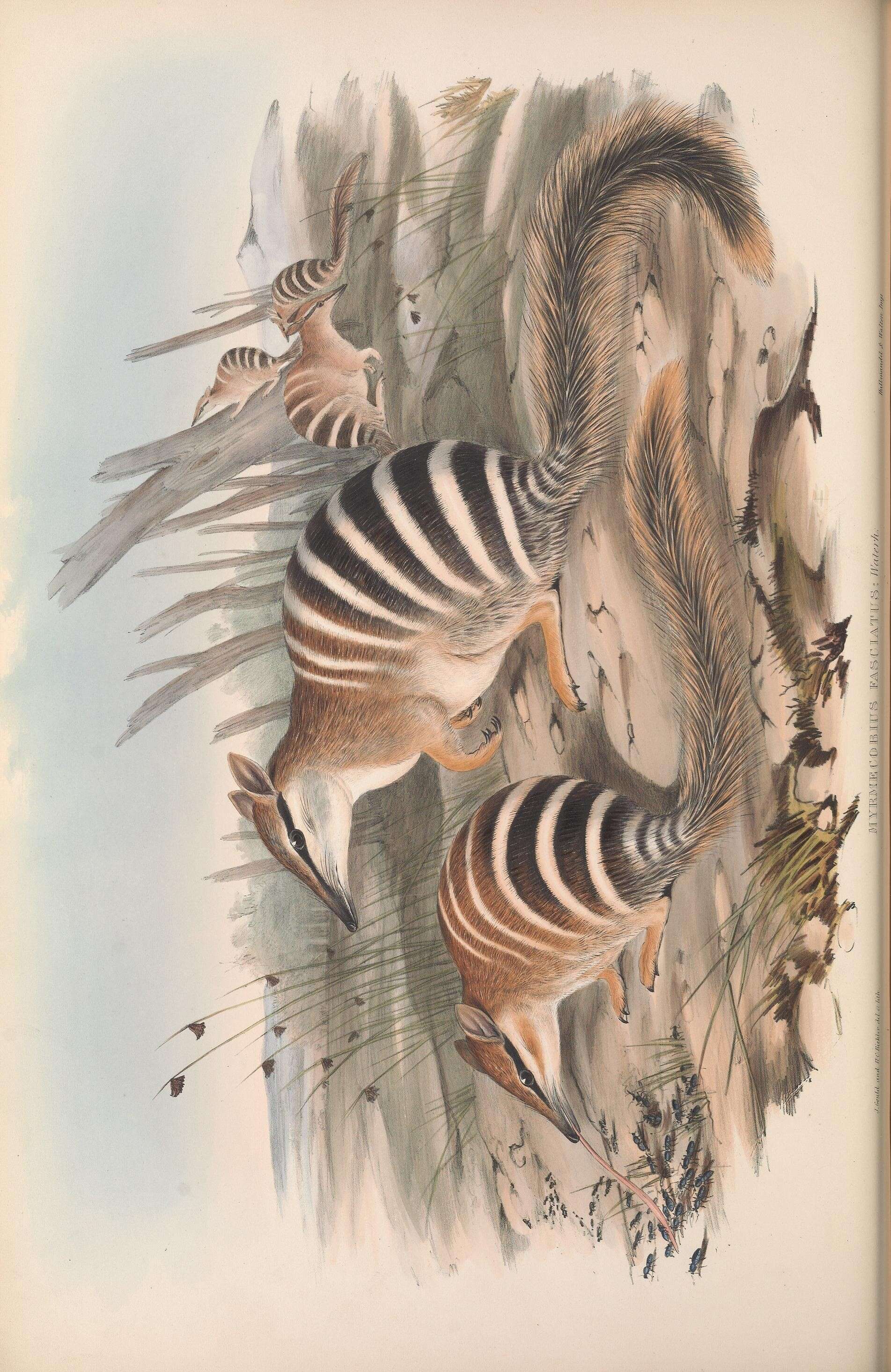 Image of Myrmecobius Waterhouse 1836
