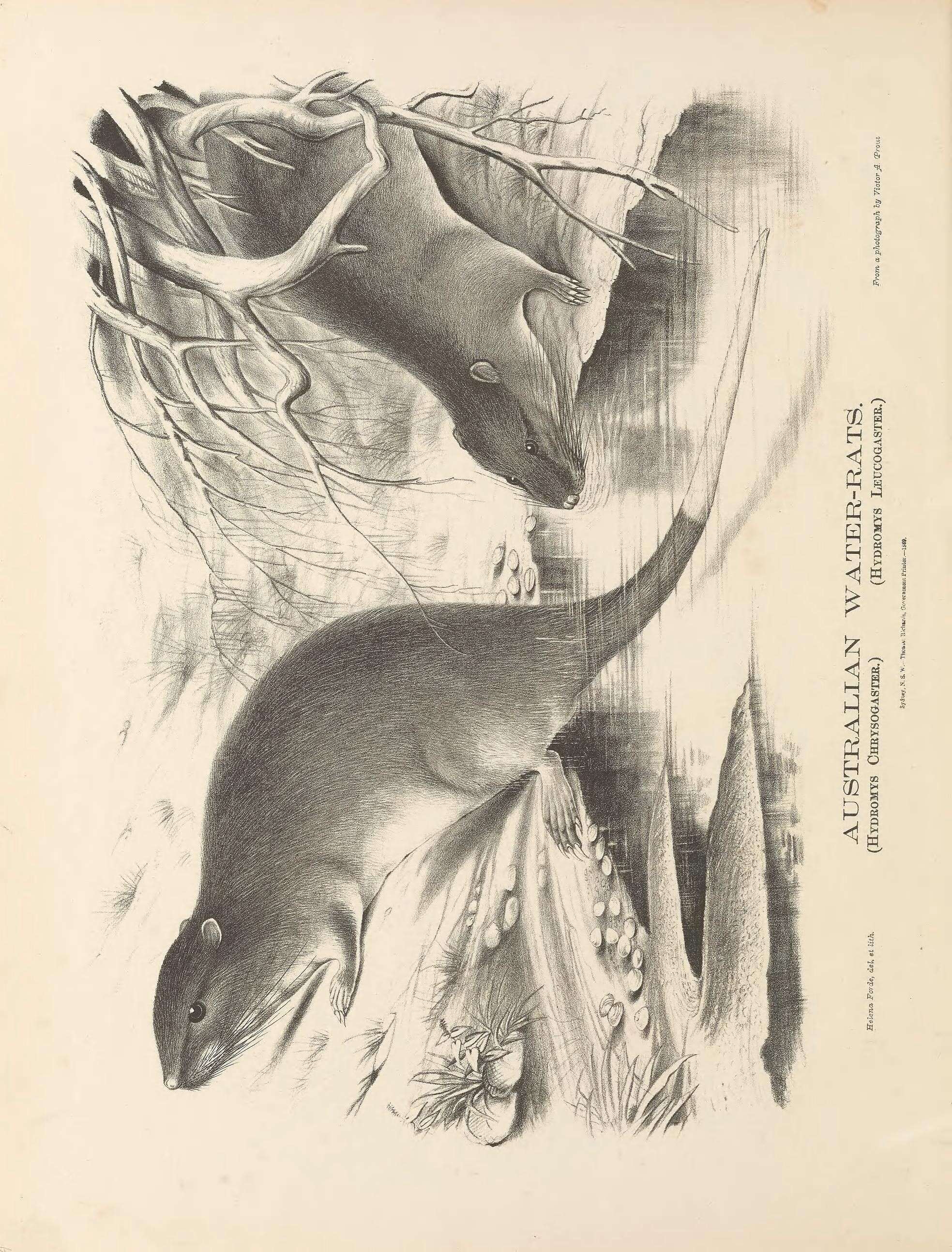 Image de Hydromys É. Geoffroy 1804