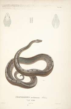 Tropidophis melanurus (Schlegel 1837) resmi