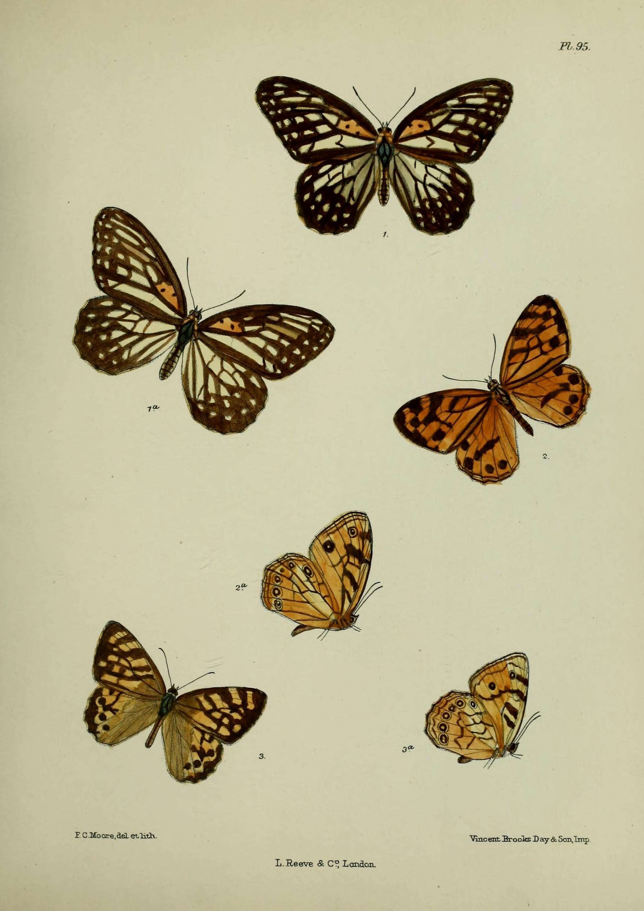 Image de Orinoma damaris Gray 1846