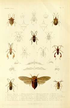 صورة Brochymena poeyi (Guérin-Méneville 1857)