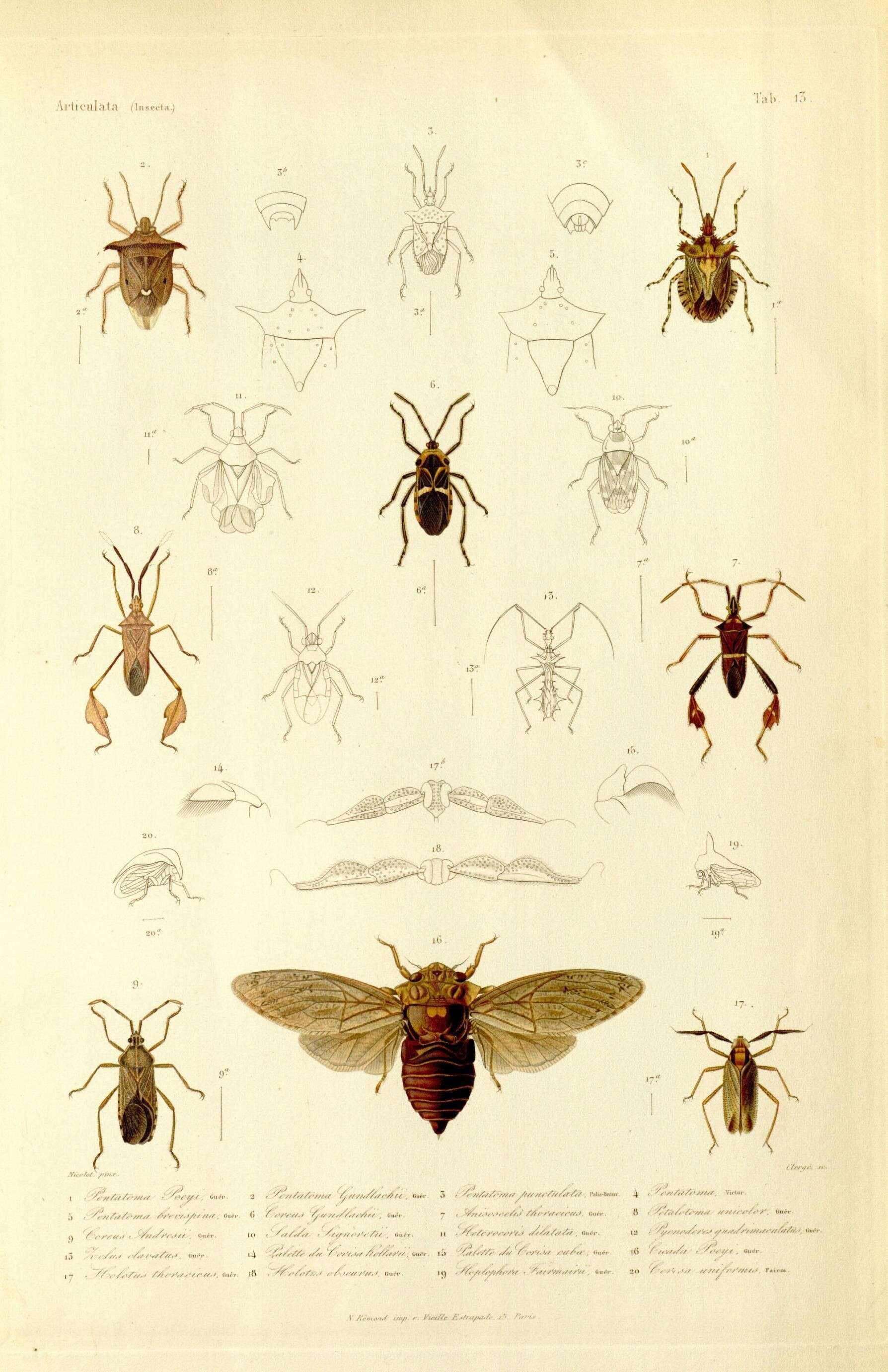 صورة Brochymena poeyi (Guérin-Méneville 1857)