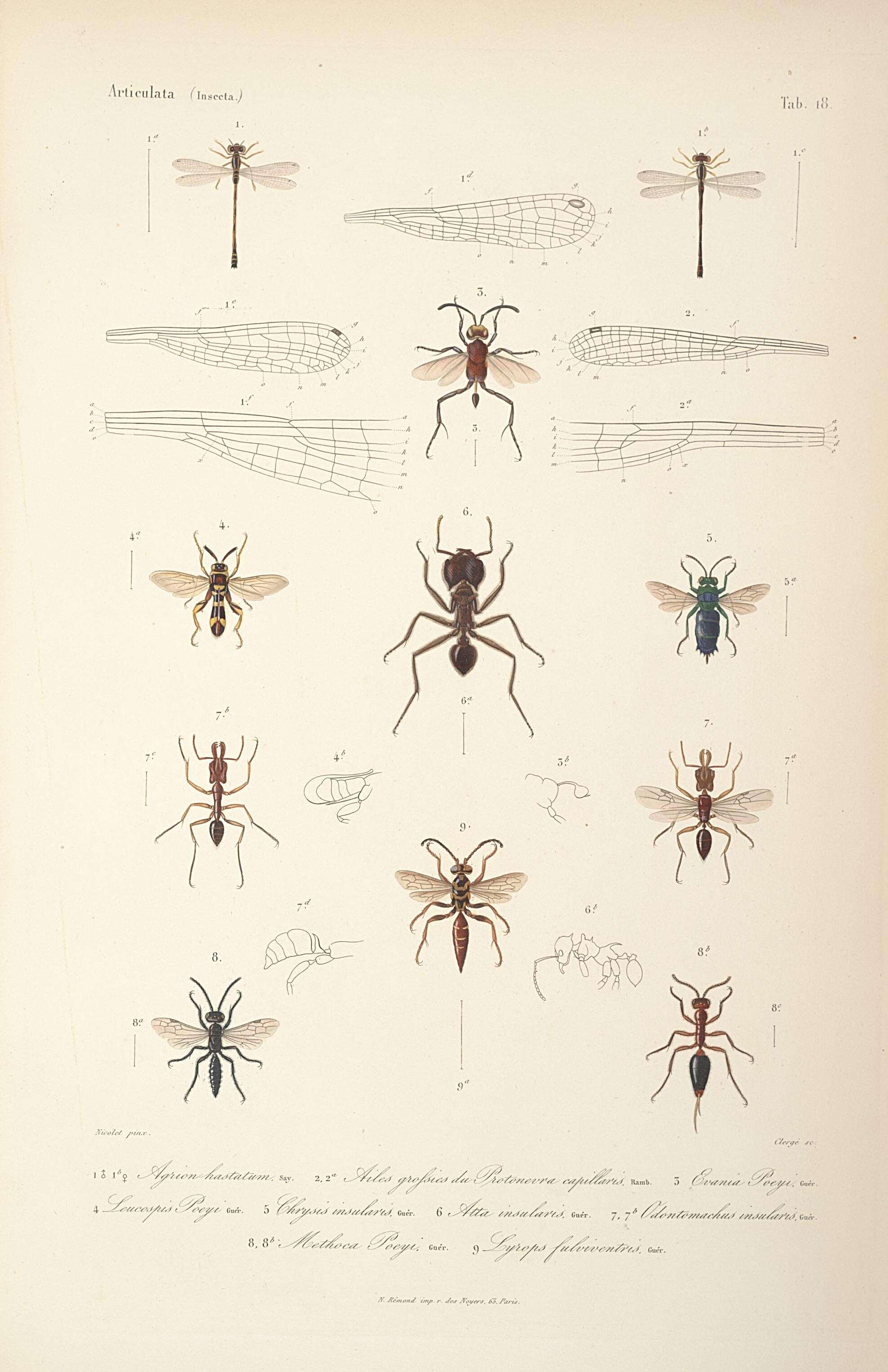 Imagem de Ischnura hastata (Say 1840)