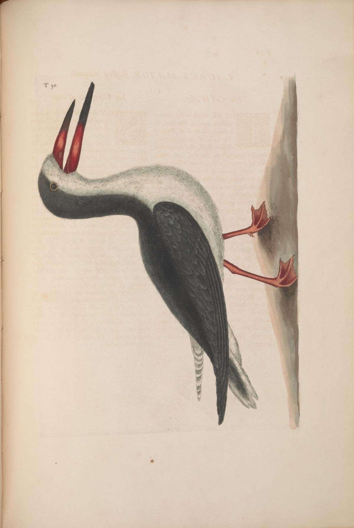 Rynchops Linnaeus 1758 resmi