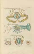 Image of Spiny Lobsters