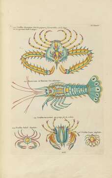 Image of Spiny Lobsters