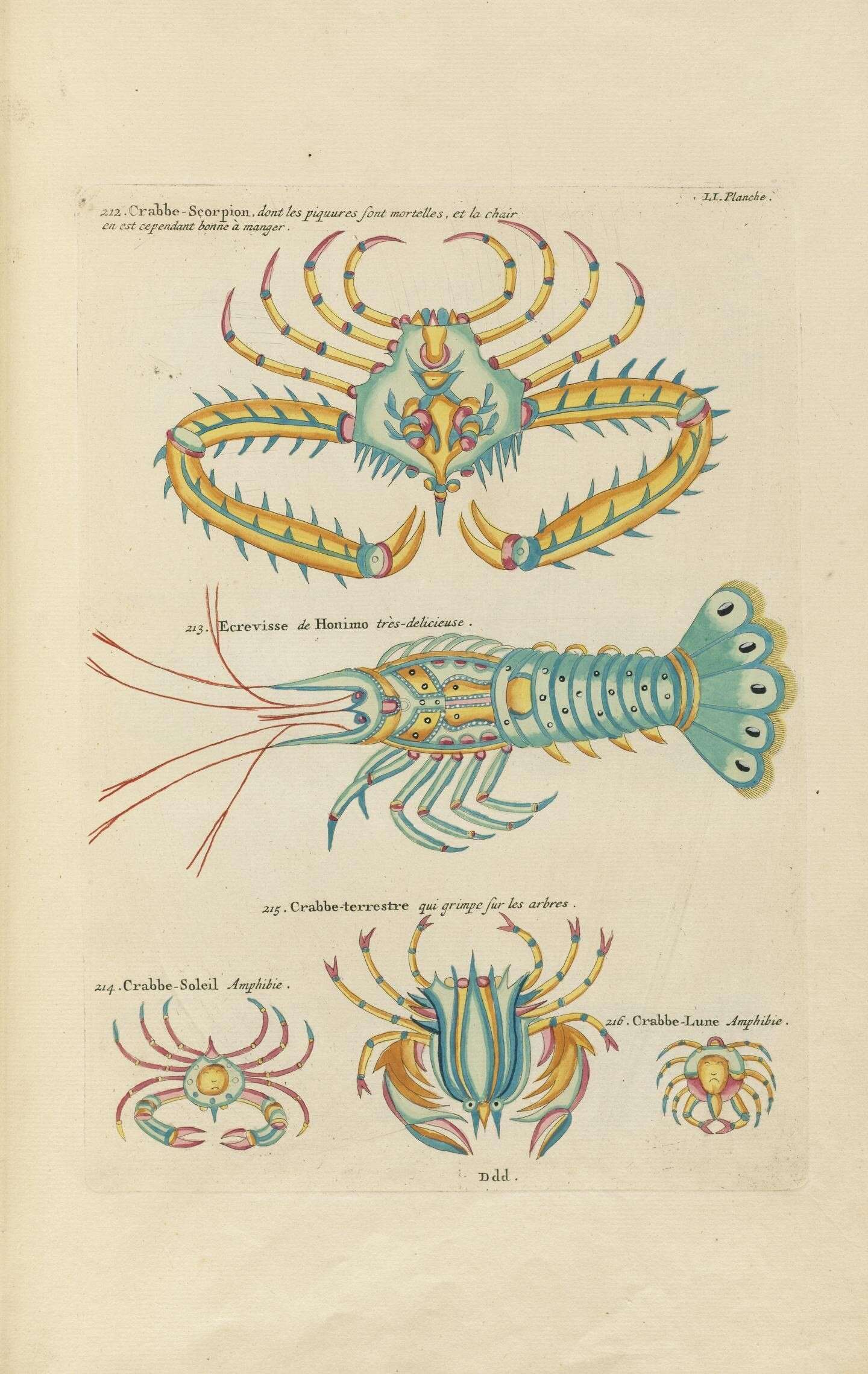 Plancia ëd Panulirus White 1847