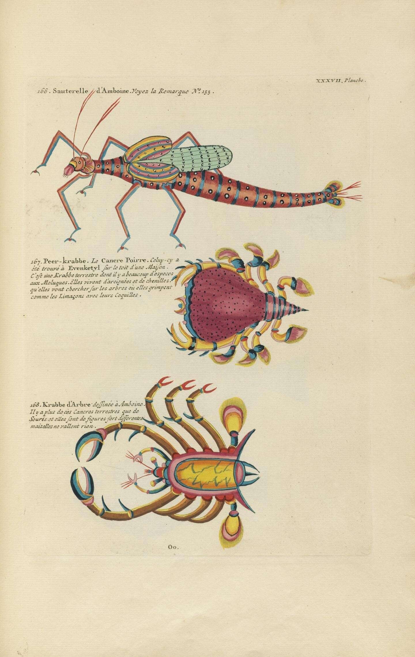 Perithemis mooma Kirby 1889 - Encyclopedia of Life