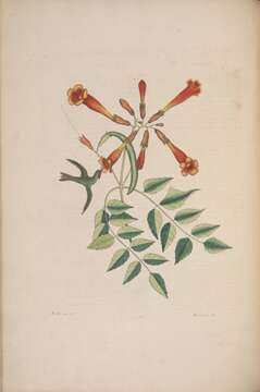 Image of trumpet creeper