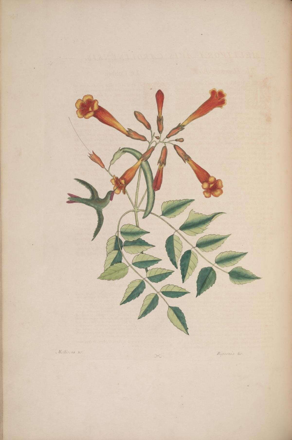 Image of trumpet creeper