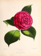 Image of camellia