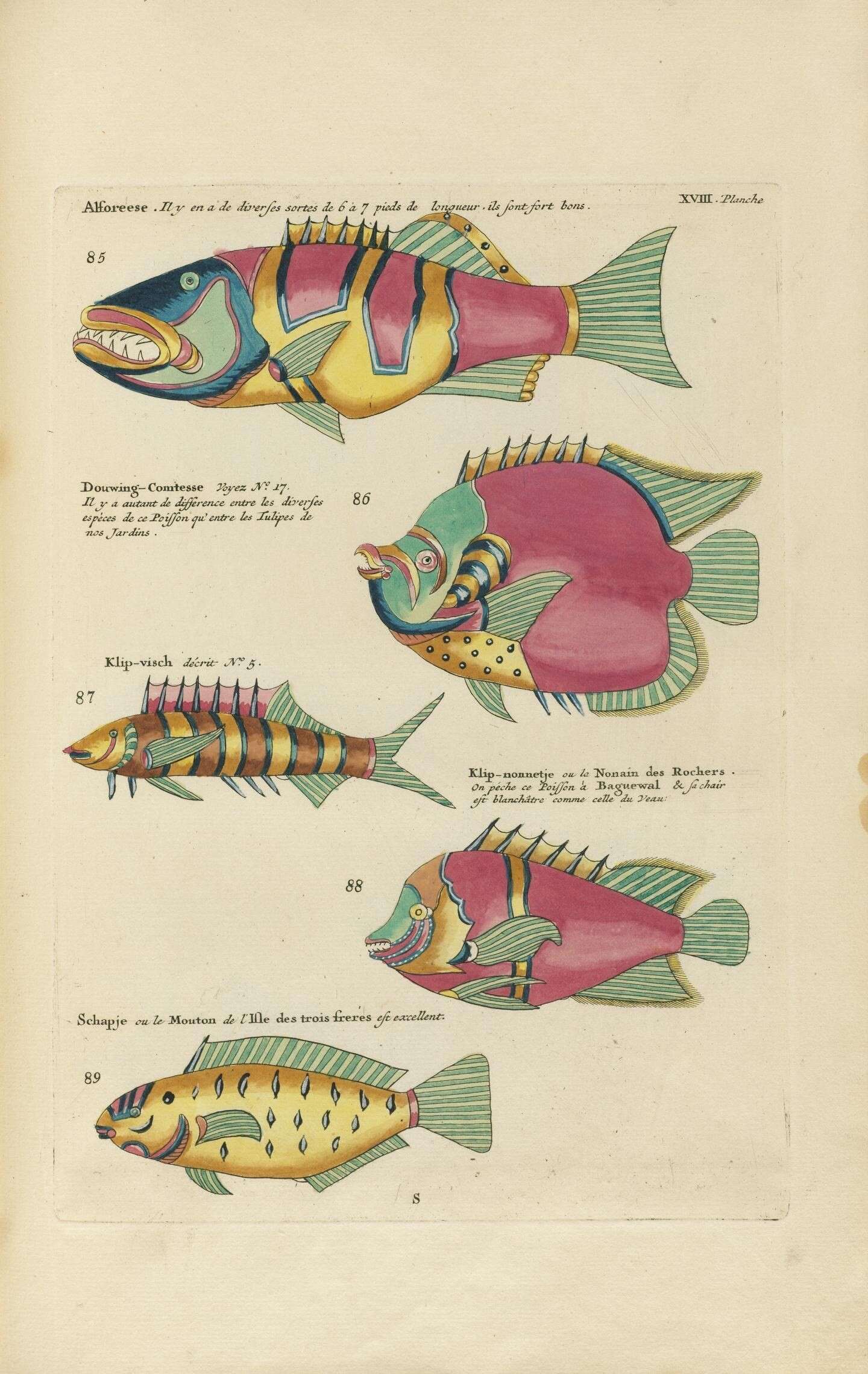 Imagem de Plectropomus laevis (Lacepède 1801)