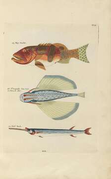 Sivun Plectropomus laevis (Lacepède 1801) kuva