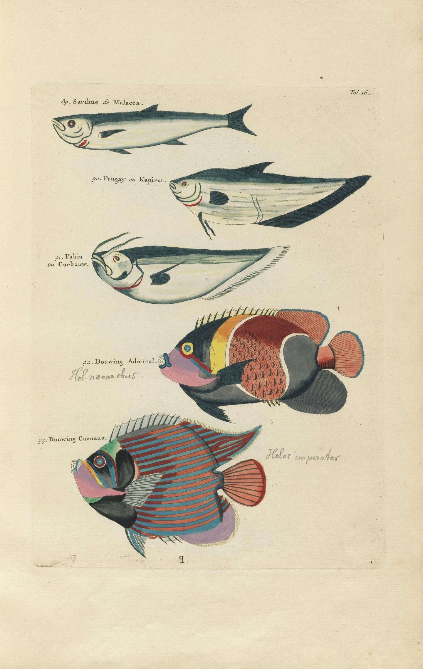 Imagem de Herklotsichthys quadrimaculatus (Rüppell 1837)
