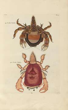 Image of Tumidodromia McLay 2009