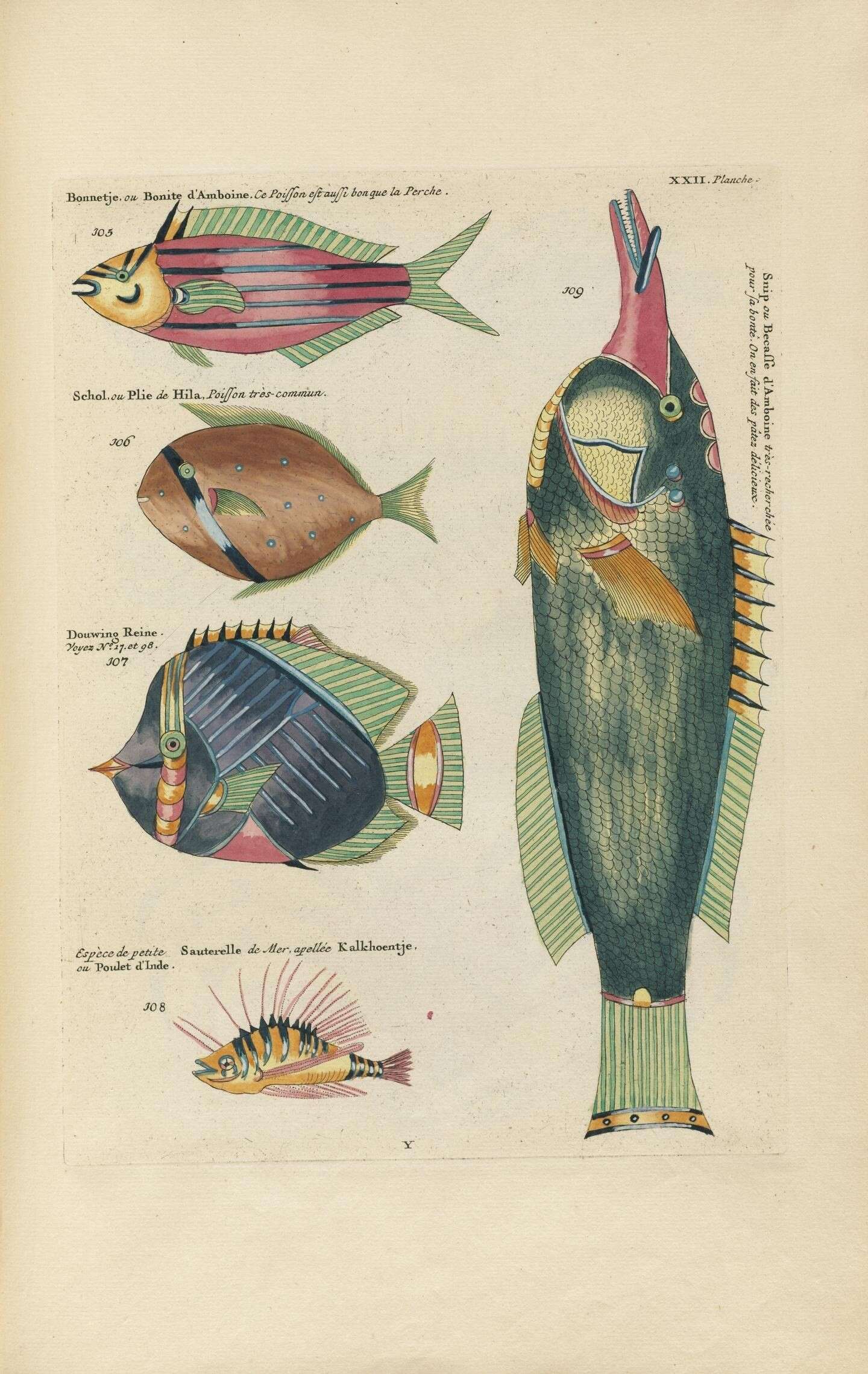 Plancia ëd Chaetodon vagabundus Linnaeus 1758