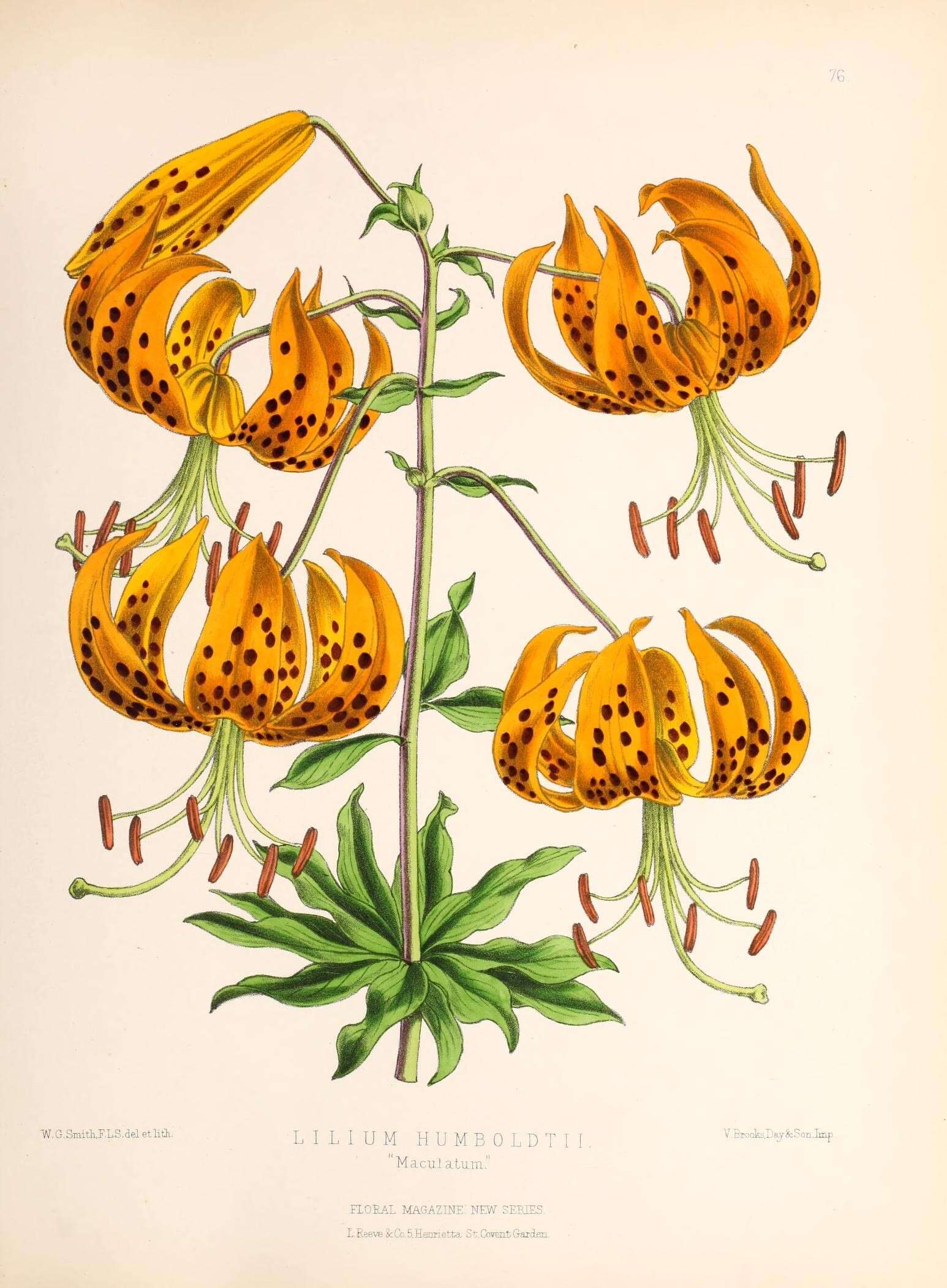 Image of Humboldt lily