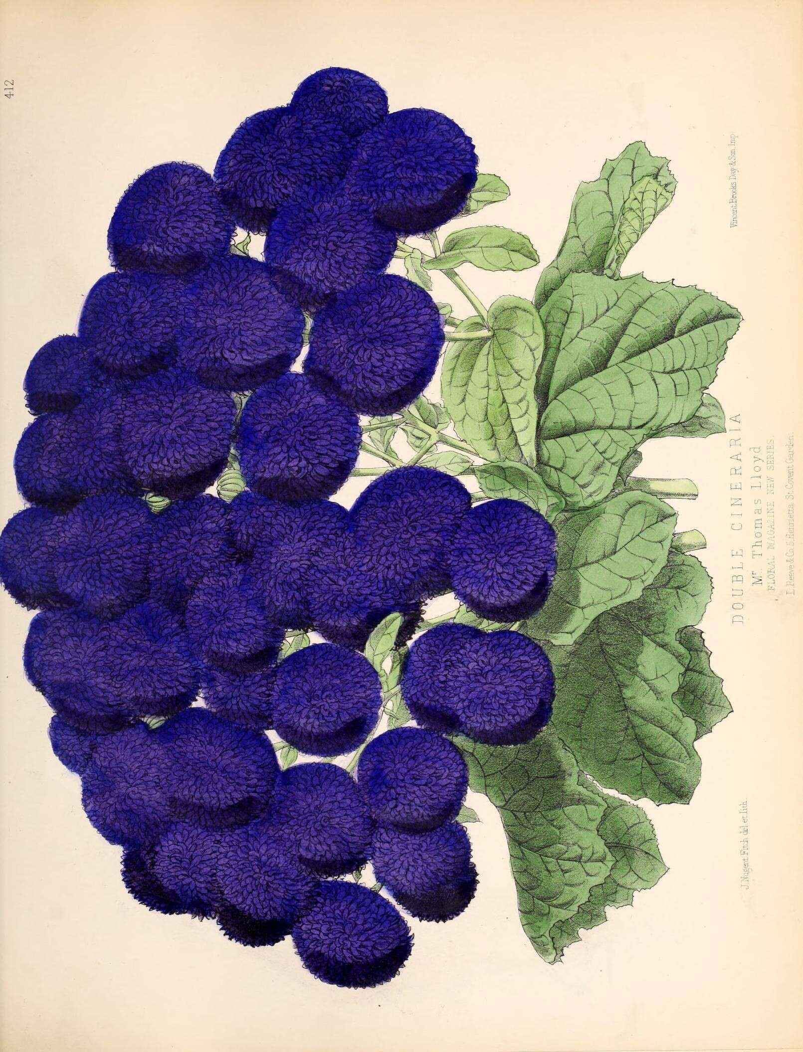 Image of cineraria