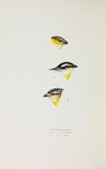 Imagem de Pardalotus quadragintus Gould 1838