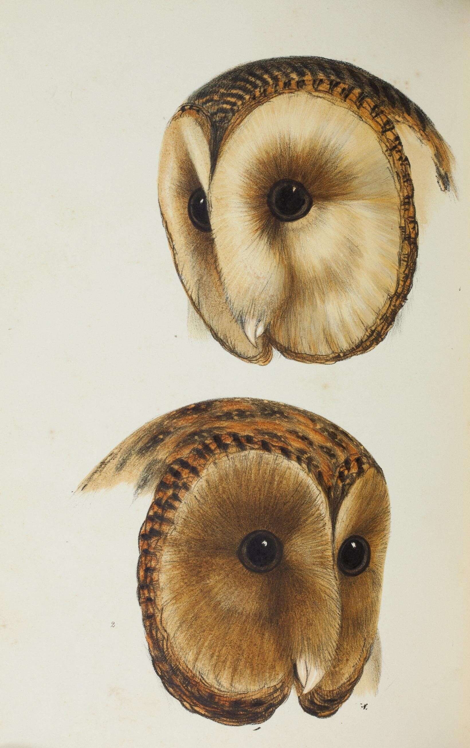 Imagem de Tyto novaehollandiae (Stephens 1826)
