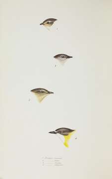 Image of Smicrornis Gould 1843