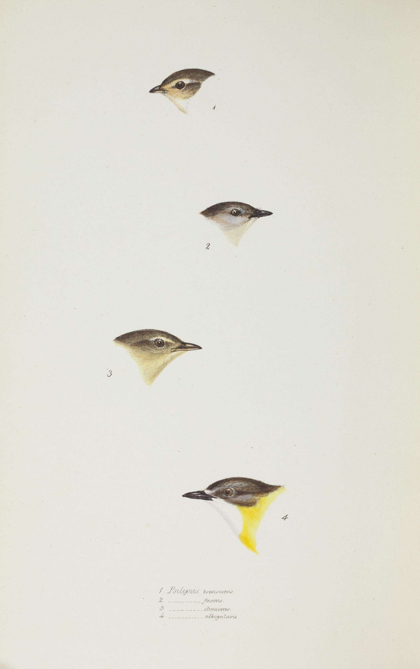 Image of Smicrornis Gould 1843