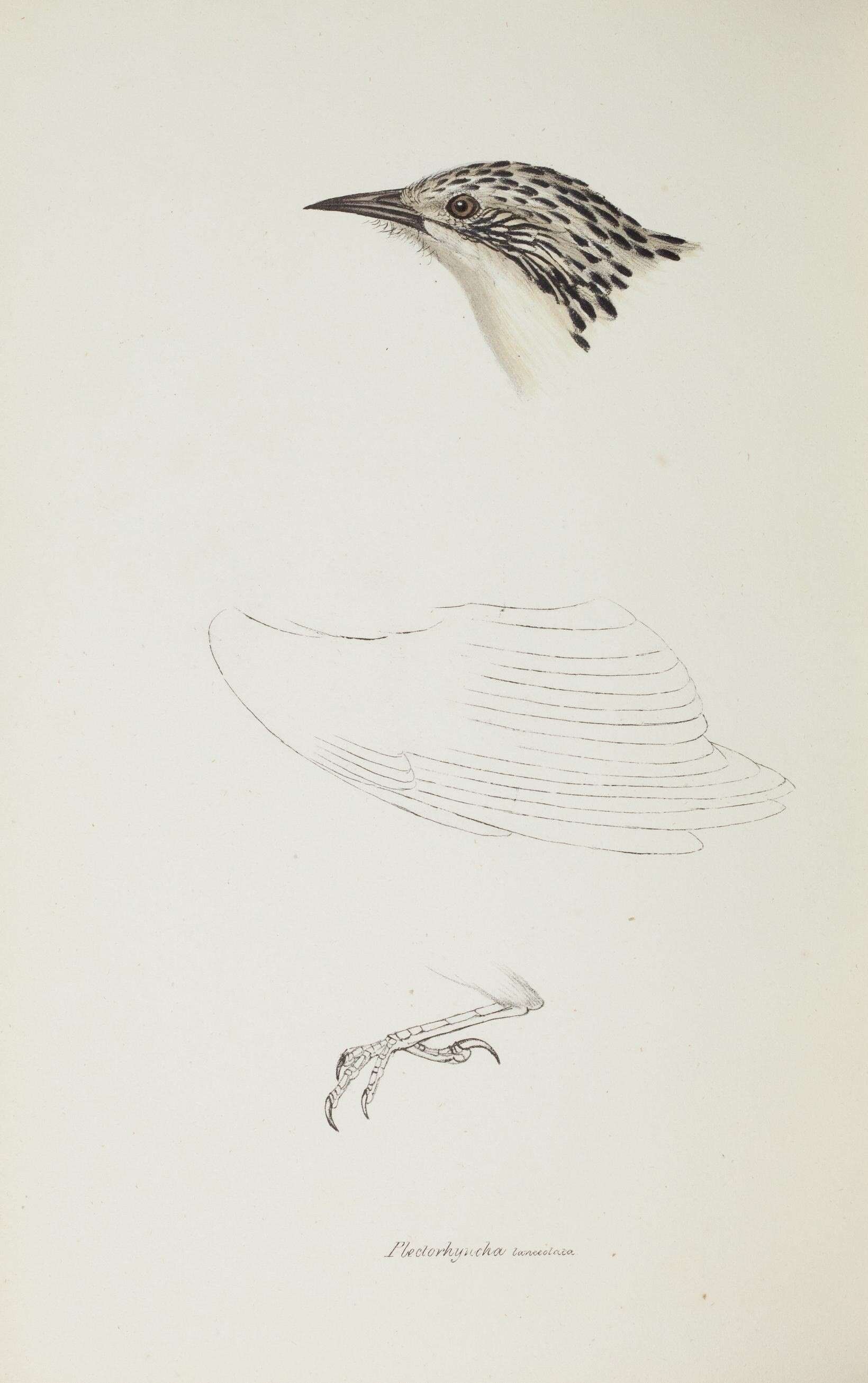 Image of Plectorhyncha Gould 1838