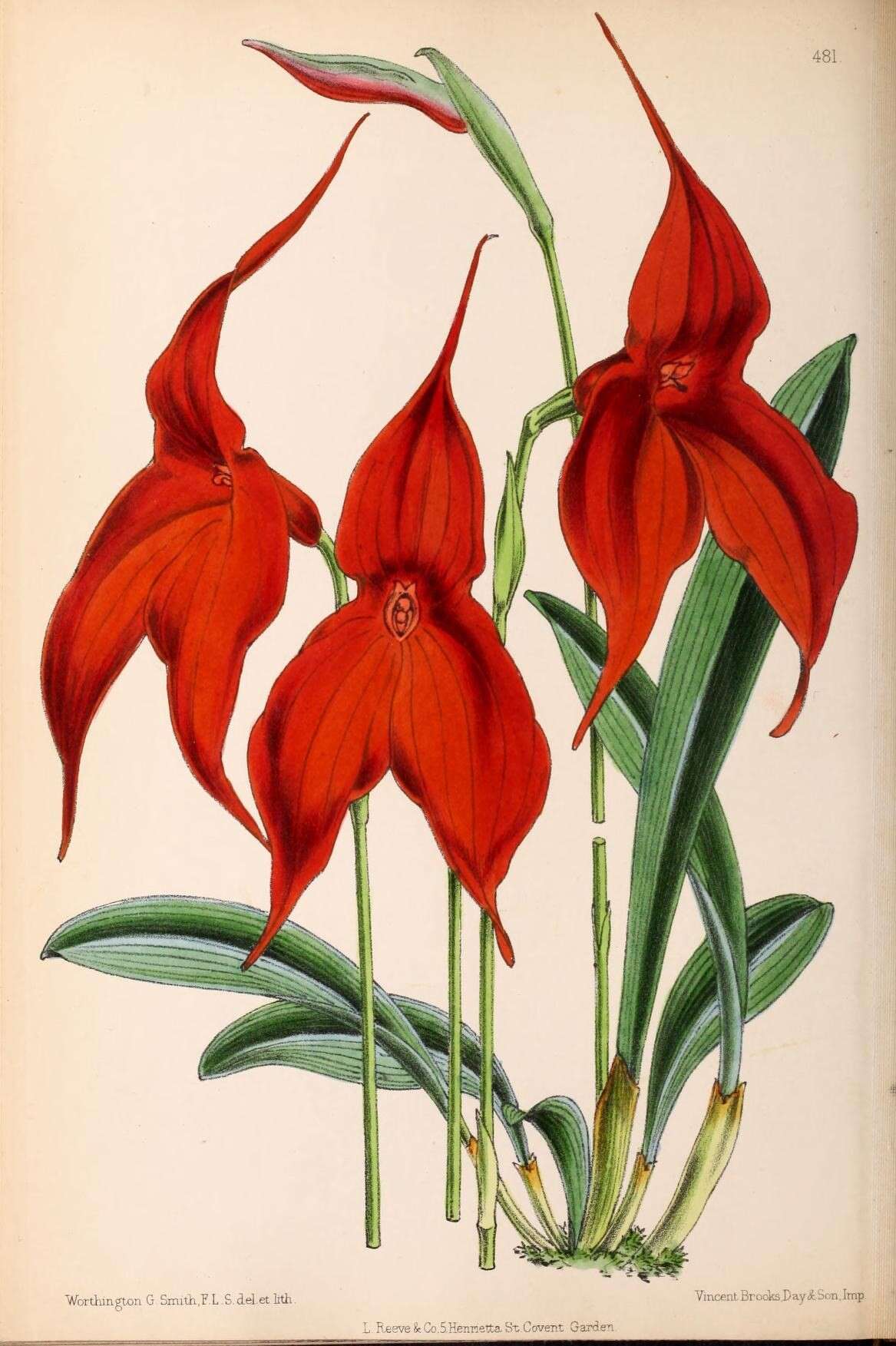 Image of Veitch's Masdevallia