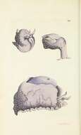 Sivun Aplysia punctata (Cuvier 1803) kuva