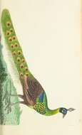 Imagem de Pavo muticus Linnaeus 1766