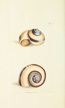 Image of helicid snails