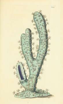 Image of Gorgoniidae Lamouroux 1812