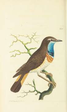 Image of Bluethroat