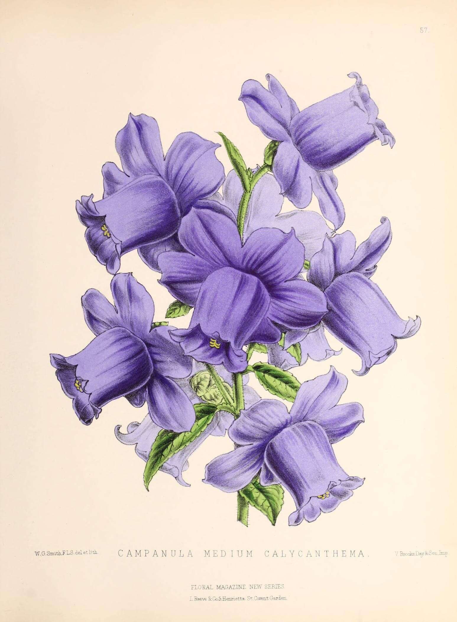 Image of Canterbury Bells