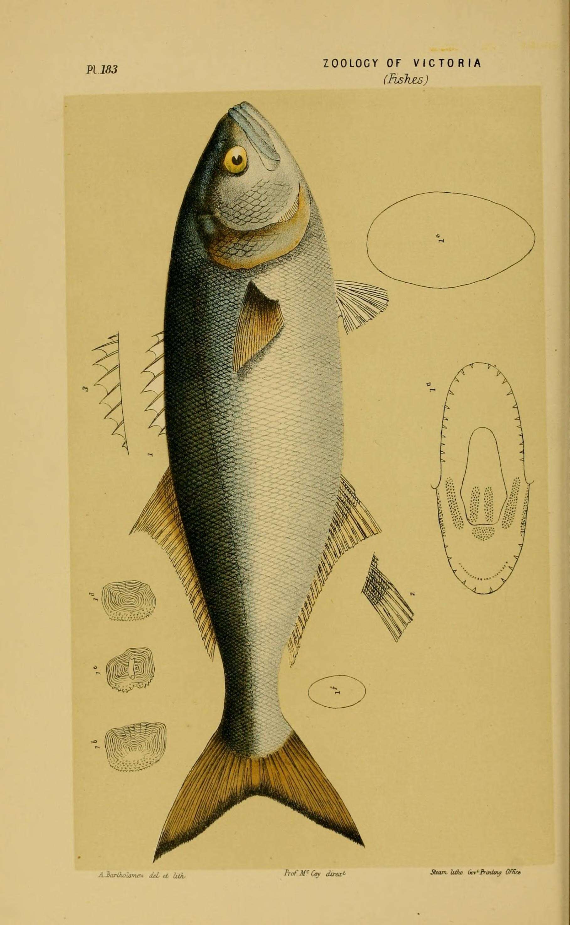 Image of bluefishes